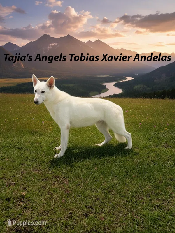 Tobias  – German Shepherd Dog puppy for sale in Cullman, AL