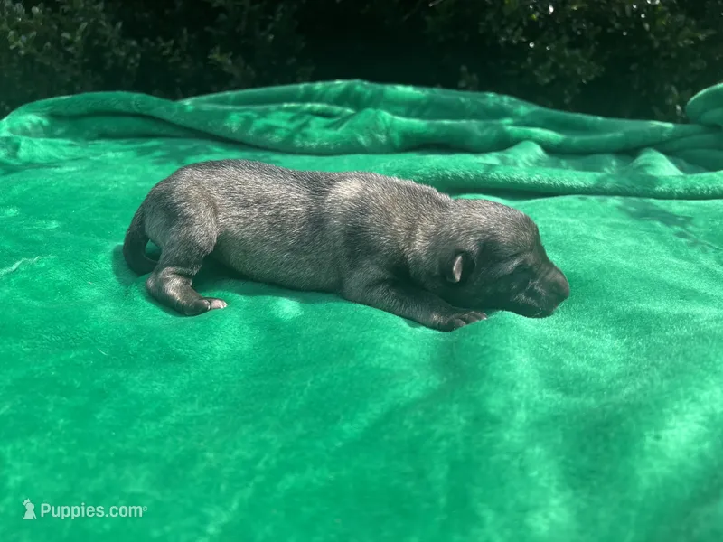 Female 1 – German Shepherd Dog puppy for sale in Cullman, AL