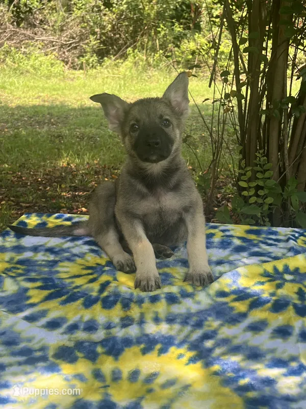Mila Puppy #1 silver sable female – German Shepherd Dog puppy for sale in Cullman, AL