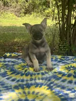 Mila Puppy #1 silver sable female, a female German Shepherd Dog for sale in Cullman, AL – 1 of 10