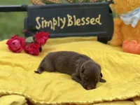 Black Male Puppy, a male German Shepherd Dog for sale in Cullman, AL – 1 of 6