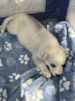 Aspen # 3 silver dawn sable panda female, a female German Shepherd Dog for sale in Cullman, AL – 2 of 10