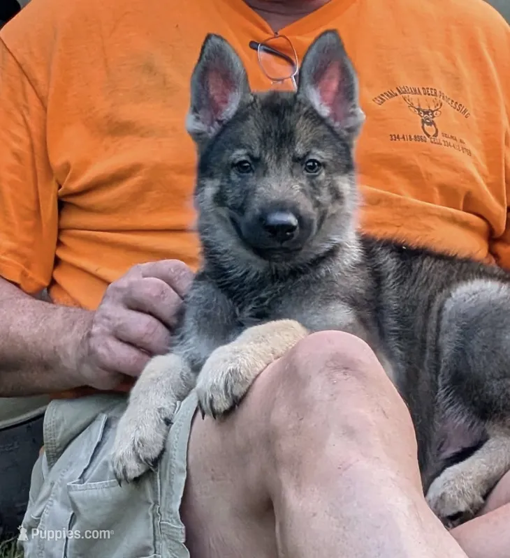Mannie  – German Shepherd Dog, Siberian Husky puppy for sale in Cullman, AL