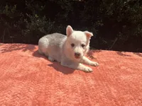Akira # 4 silver  sable panda female, a female German Shepherd Dog for sale in Cullman, AL – 3 of 10