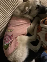 Meeka, a female German Shepherd Dog and Anatolian Shepherd Dog for sale in Cullman, AL – 4 of 5