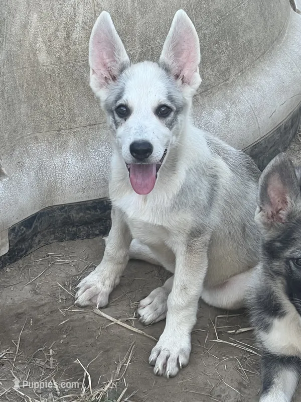 Aspen # 3 silver dawn sable panda female – German Shepherd Dog puppy on hold in Cullman, AL