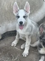 Aspen # 3 silver dawn sable panda female, a female German Shepherd Dog for sale in Cullman, AL – 2 of 10