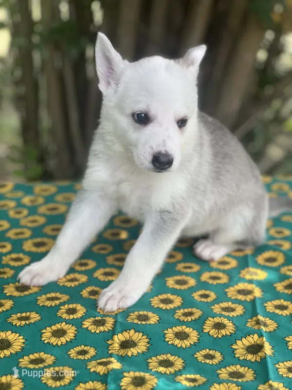 Akira # 4 silver  sable panda female – German Shepherd Dog puppy on hold in Cullman, AL