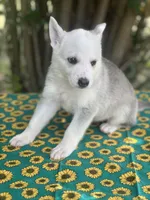 Akira # 4 silver  sable panda female, a female German Shepherd Dog for sale in Cullman, AL – 4 of 9