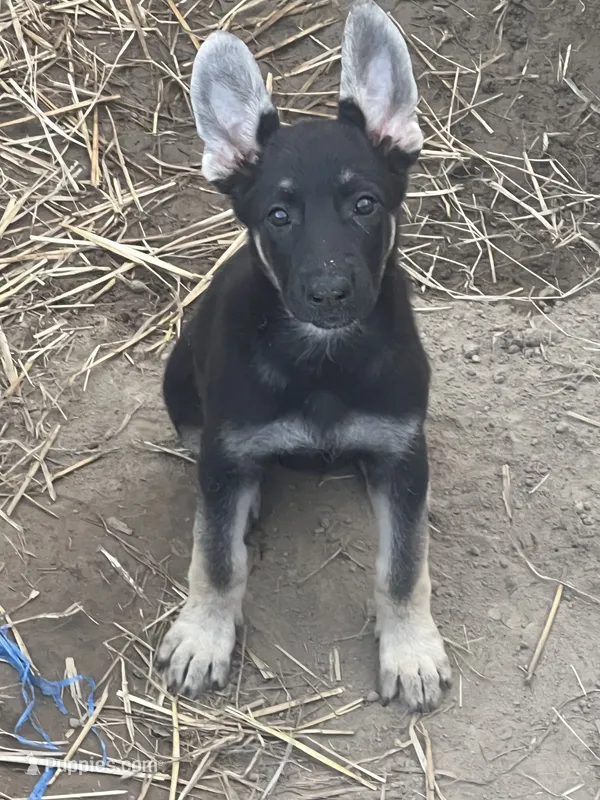 Josephine # 5 black & silver female – German Shepherd Dog puppy for sale in Cullman, AL