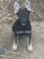 Josephine # 5 black & silver female, a female German Shepherd Dog for sale in Cullman, AL – 2 of 10