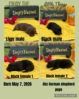 Black Male Puppy, a male German Shepherd Dog for sale in Cullman, AL – 4 of 6