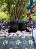 Onyx # 2 solid black male, a female German Shepherd Dog for sale in Cullman, AL – 5 of 10