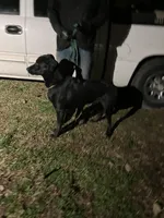 Vader, a male German Shepherd Dog and Labrador Retriever for sale in Cullman, AL – Photo 5 of 5