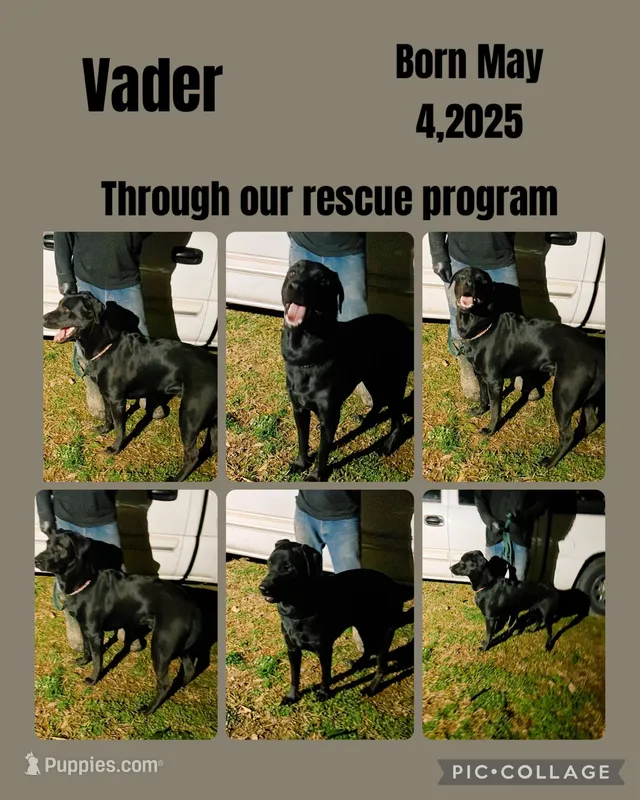 Vader – German Shepherd Dog, Labrador Retriever puppy for sale in Cullman, AL
