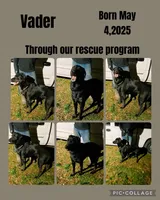 Vader, a male German Shepherd Dog and Labrador Retriever for sale in Cullman, AL – Photo 1 of 5