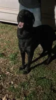 Vader, a male German Shepherd Dog and Labrador Retriever for sale in Cullman, AL – Photo 2 of 5