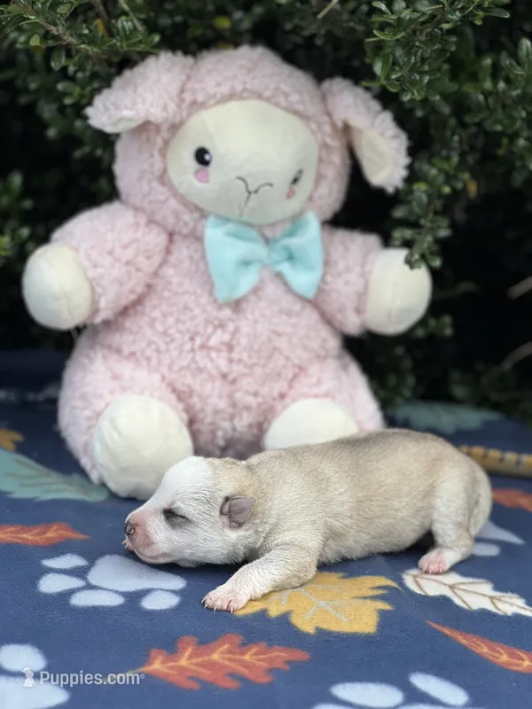 Female # 3 silver sable panda – German Shepherd Dog puppy for sale in Cullman, AL