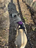 Meeka, a female German Shepherd Dog and Anatolian Shepherd Dog for sale in Cullman, AL – 5 of 5