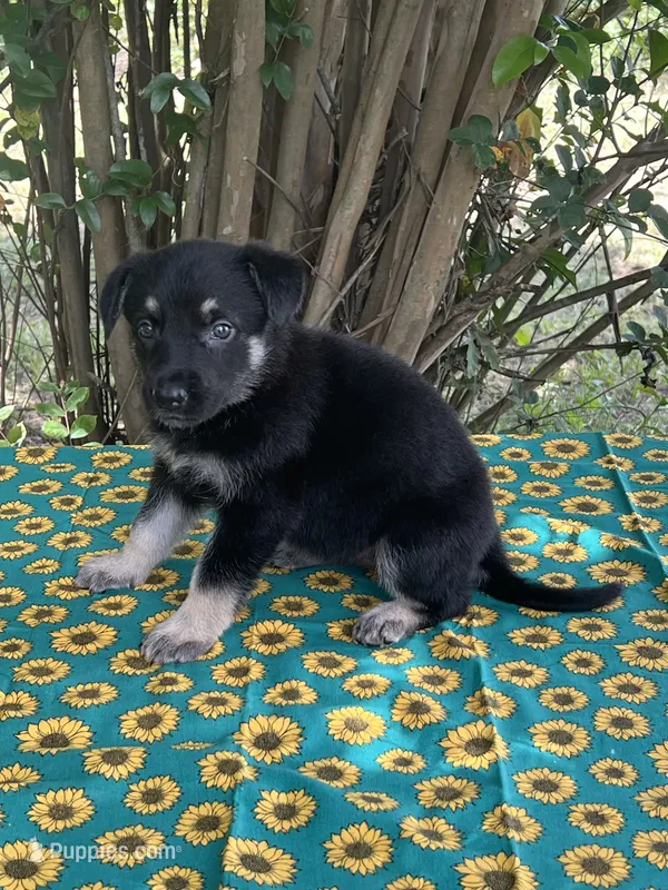 Josephine # 5 black & silver female – German Shepherd Dog puppy for sale in Cullman, AL