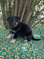 Josephine # 5 black & silver female, a female German Shepherd Dog for sale in Cullman, AL – 4 of 10