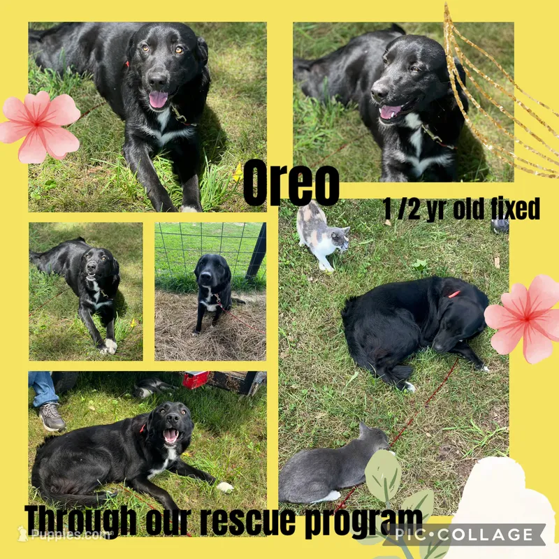 Oreq – Border Collie, Labrador Retriever puppy for sale in Cullman, AL