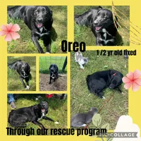 Oreq, a male Border Collie and Labrador Retriever for sale in Cullman, AL – 1 of 1