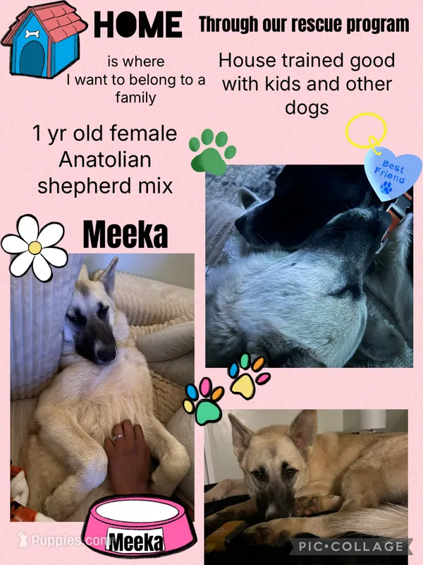 Meeka – German Shepherd Dog, Anatolian Shepherd Dog puppy for sale in Cullman, AL