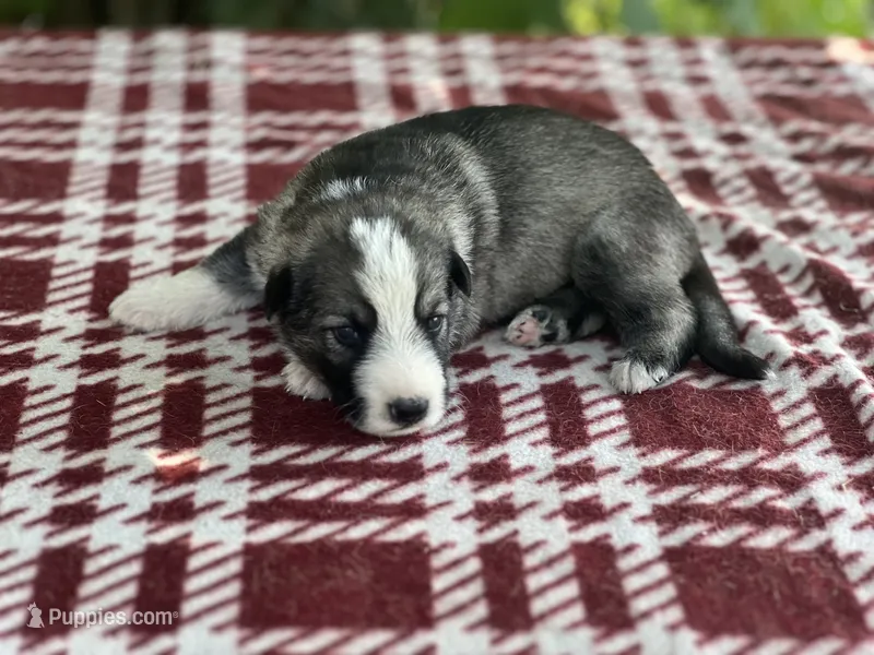 Male # 1 Panda – German Shepherd Dog puppy for sale in Cullman, AL