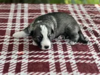 Sterling  # 1 Black and silver sable Panda male, a female German Shepherd Dog for sale in Cullman, AL – 6 of 10