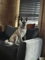 Meeka, a female German Shepherd Dog and Anatolian Shepherd Dog for sale in Cullman, AL – 2 of 5