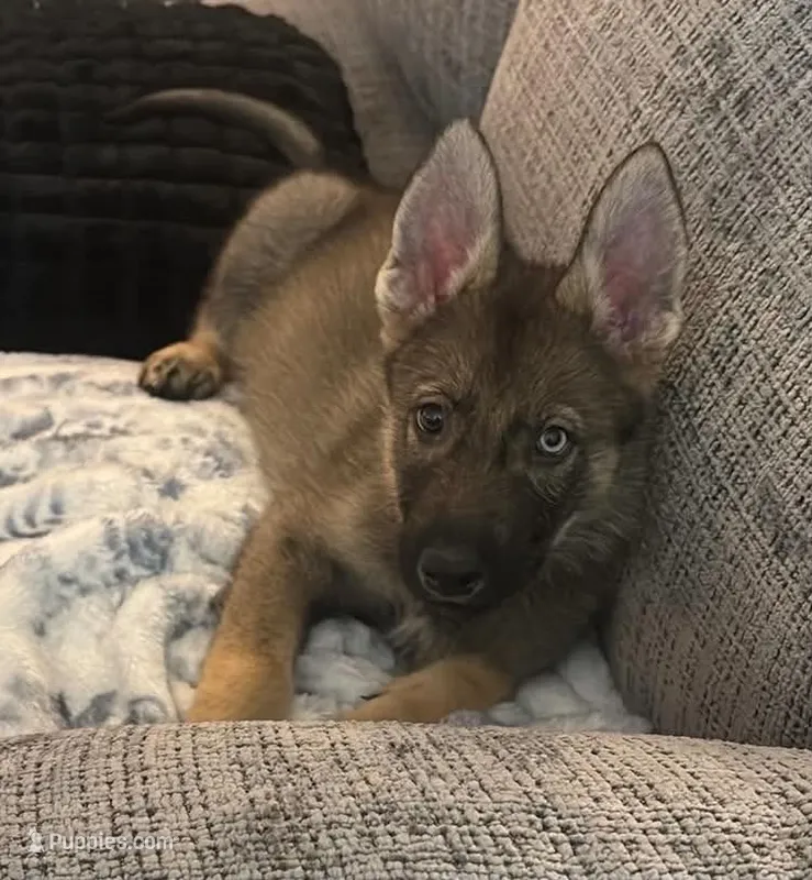 Horton – German Shepherd Dog, Siberian Husky puppy for sale in Cullman, AL