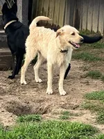 Rufus, a male Labradoodle for sale in Cullman, AL – 2 of 3