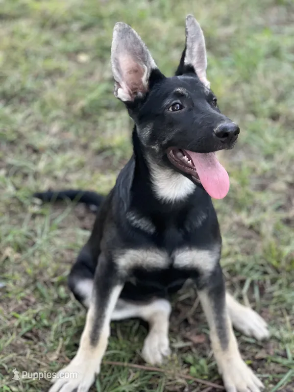 Josephine # 5 black & silver female – German Shepherd Dog puppy for sale in Cullman, AL