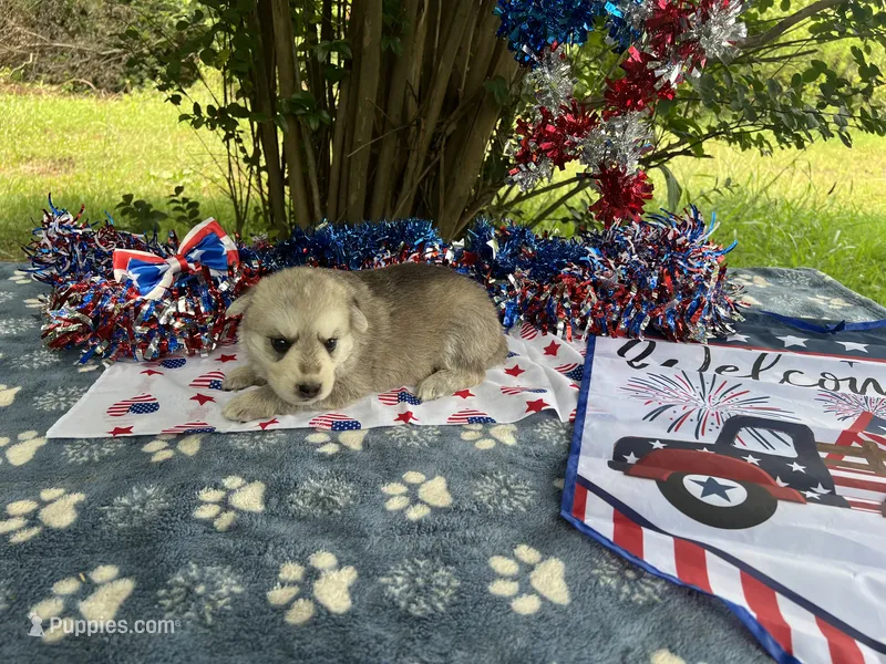 Female # 2 silver sable reverse mask – German Shepherd Dog puppy for sale in Cullman, AL