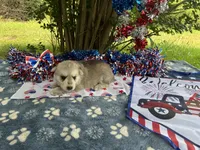 Nemue # 2 silver sable reverse mask female , a female German Shepherd Dog for sale in Cullman, AL – 4 of 10
