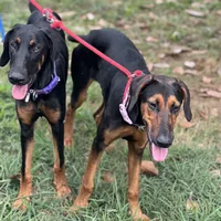 Saraphine, a female Doberman Pinscher for sale in Cullman, AL – Photo 3 of 9