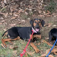 Saraphine, a female Doberman Pinscher for sale in Cullman, AL – Photo 1 of 9
