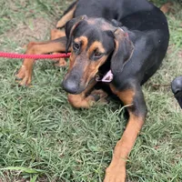 Saraphine, a female Doberman Pinscher for sale in Cullman, AL – Photo 5 of 9