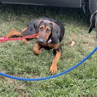 Saraphine, a female Doberman Pinscher for sale in Cullman, AL – Photo 6 of 9
