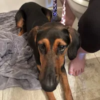 Saraphine, a female Doberman Pinscher for sale in Cullman, AL – Photo 7 of 9