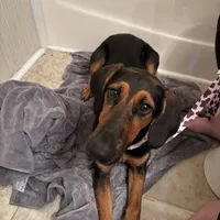 Saraphine, a female Doberman Pinscher for sale in Cullman, AL – Photo 4 of 9