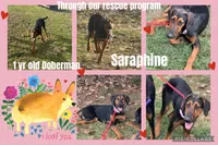 Saraphine, a female Doberman Pinscher for sale in Cullman, AL – Photo 9 of 9