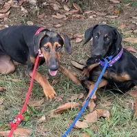 Saraphine, a female Doberman Pinscher for sale in Cullman, AL – Photo 8 of 9