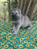 Mila Puppy #1 silver sable female, a female German Shepherd Dog for sale in Cullman, AL – 5 of 10