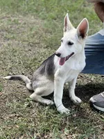 Akira # 4 silver  sable panda female, a female German Shepherd Dog for sale in Cullman, AL – 1 of 10