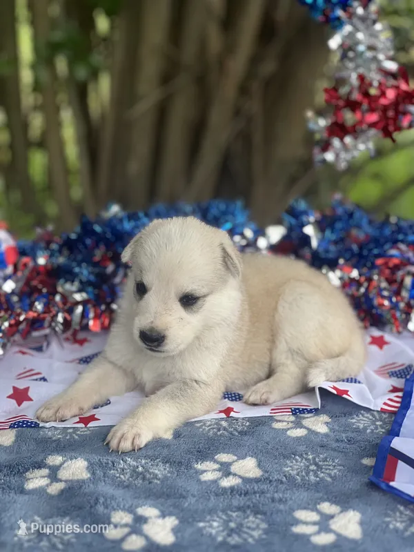 Female # 3 silver sable panda – German Shepherd Dog puppy for sale in Cullman, AL
