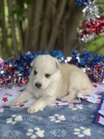Aspen # 3 silver dawn sable panda female, a female German Shepherd Dog for sale in Cullman, AL – 4 of 10