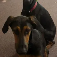 Savina, a female Doberman Pinscher for sale in Cullman, AL – Photo 6 of 8