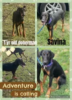 Savina, a female Doberman Pinscher for sale in Cullman, AL – Photo 8 of 8